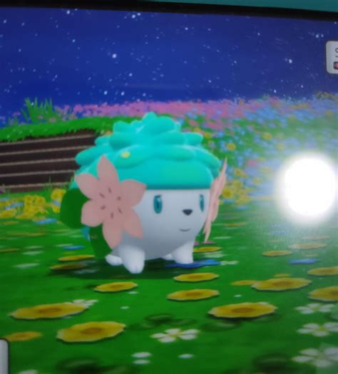 shiny shaymin|is shaymin shiny locked bdsp.